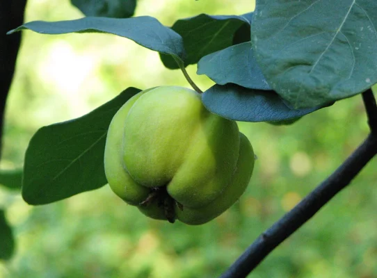 A green quince fruit hanging beneath broad leaves