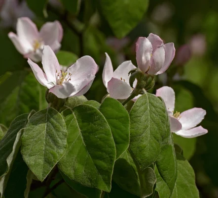 Pale pink quince flowers and leaves on a branch
