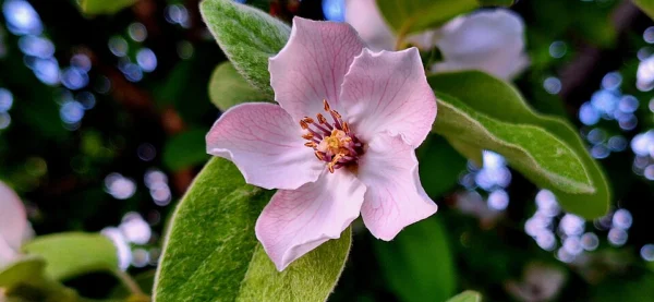 A pale quince flower with leaves