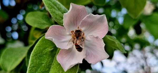 A bee visiting a quince flower