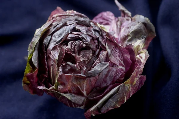 A harvested red radicchio head
