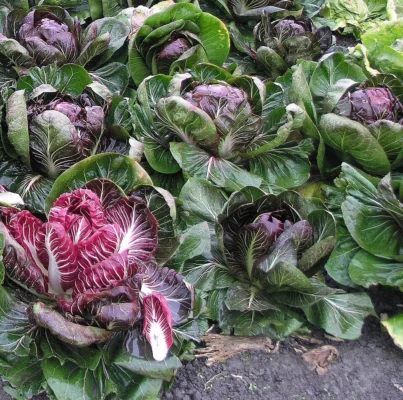 Treviso precoce radicchio plants with red hearts and green outer leaves