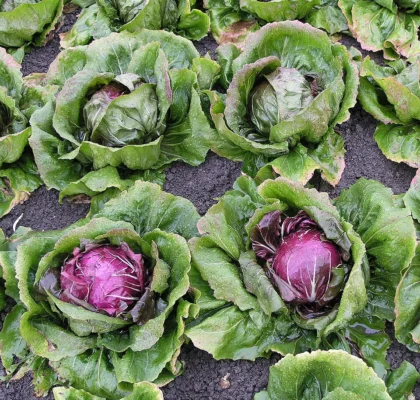 Chioggia type radicchio plants growing in a bed