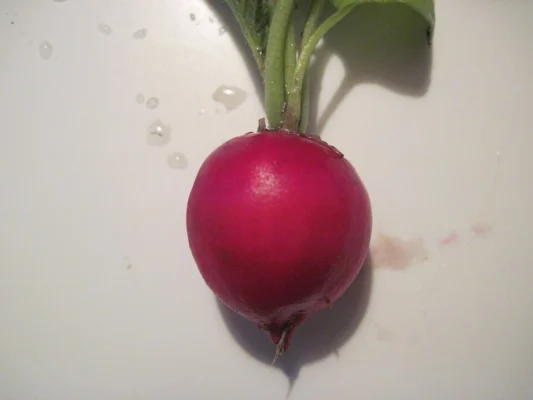 A round red Raxe radish with a short leafy top