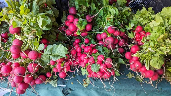 Bunches of round red salad radishes with leaves and fine roots