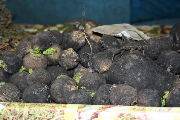 Black skinned winter radishes piled in a crate