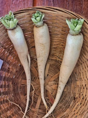 Three long white Minowase daikon radishes on a woven tray