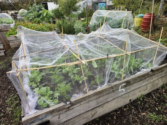 Radishes growing beneath netting in a raised bed at a London community garden