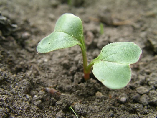 A single radish seedling with two seed leaves emerging from soil