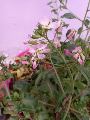 Radish foliage and flowers against a pale purple wall