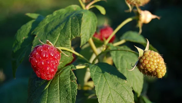 Ripe red and unripe raspberries on a leafy stem