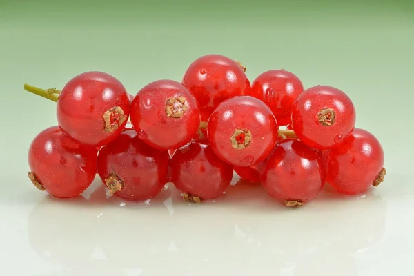 Freshly picked glossy redcurrants on a pale surface