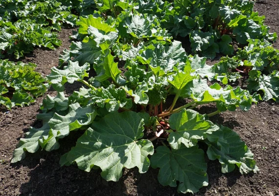 Rhubarb growing at Hanbury Hall Gardens