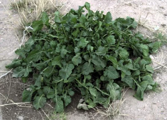 A leafy salad rocket plant beginning to flower