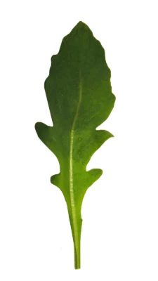 A single salad rocket leaf on a white background