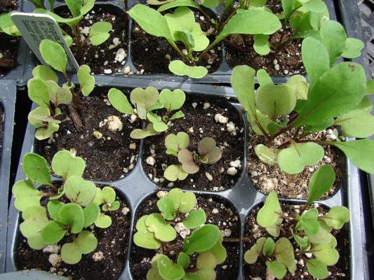 Salad rocket seedlings in individual nursery pots