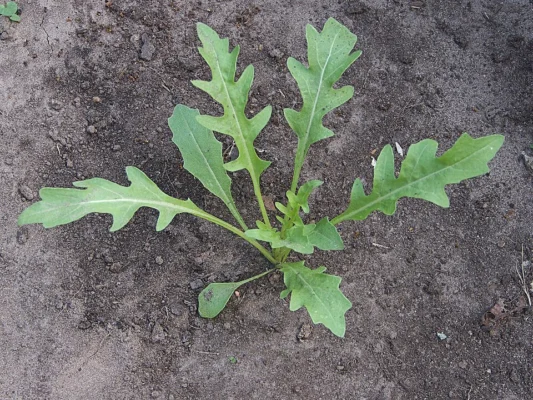 A wild rocket plant with narrow divided leaves