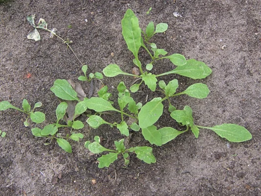 Young wild rocket plants growing in soil