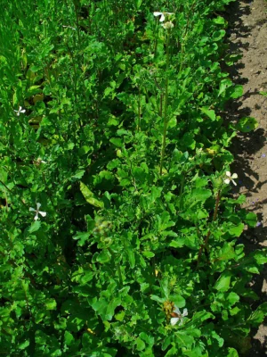 Dense foliage of salad rocket growing outdoors