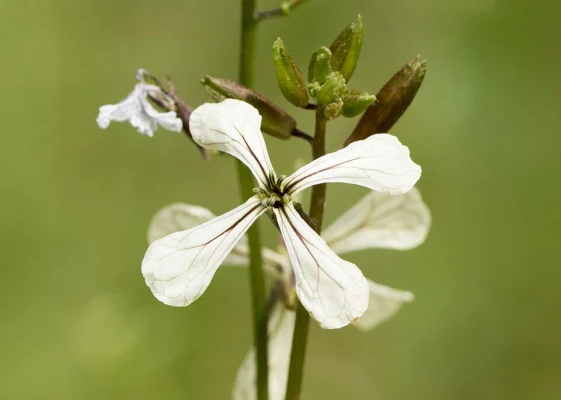 Pale four-petalled salad rocket flowers with dark veins