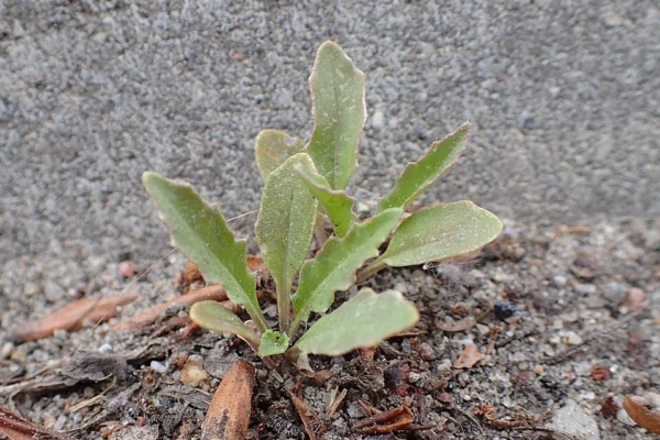 A young wild rocket plant beside a paved surface