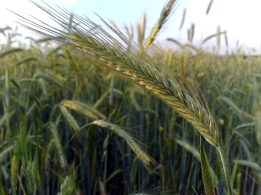 A cereal rye ear showing its long awns