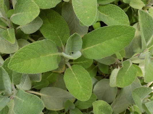 Close view of softly textured green culinary sage leaves