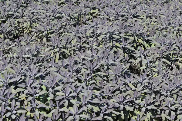 Purple grey sage foliage identified by the source as Purpurascens