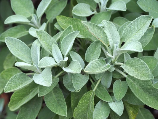 Pale grey green sage shoots and finely veined leaves