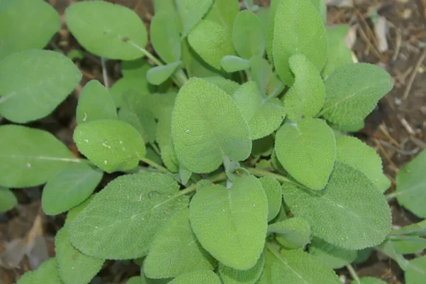 Broad green sage leaves identified by the source as Berggarten