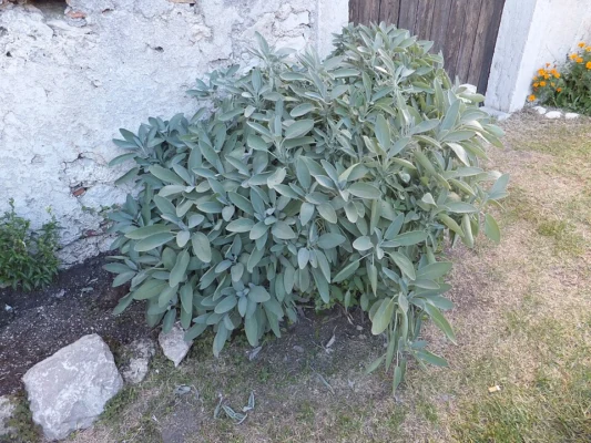 A rounded grey green sage bush growing beside a stone wall