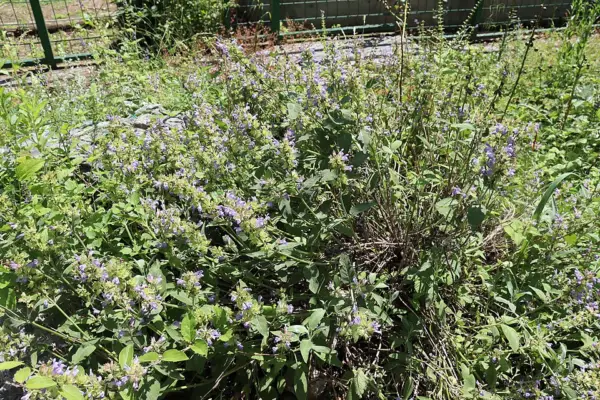 A flowering culinary sage bush in a botanical garden bed
