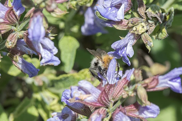 A bumblebee visiting purple blue culinary sage flowers