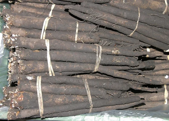 Bundles of long dark scorzonera roots ready for sale