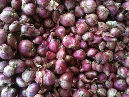 Small red shallot bulbs