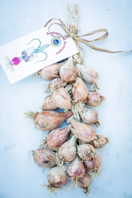 A braid of Scalogno di Romagna shallots