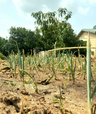 Shallot plants growing in a small cultivated plot