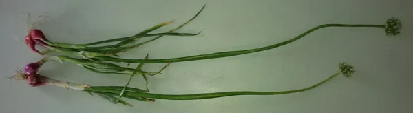 Two flowering whole shallot plants showing roots, bulbs, leaves and long flower stalks