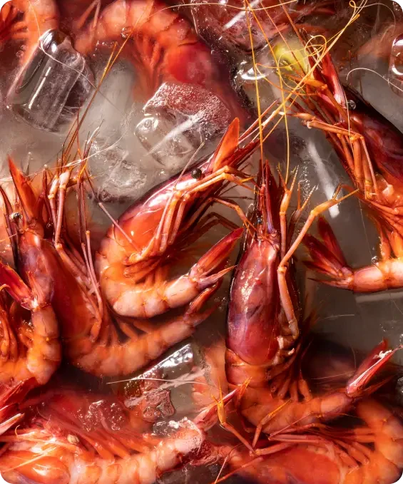 Prawns on crushed ice