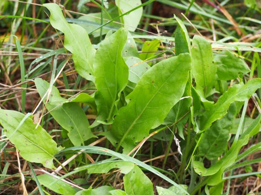Green arrow-shaped leaves of common sorrel, Rumex acetosa