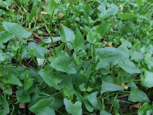 A leafy patch of French sorrel with shield-shaped green leaves