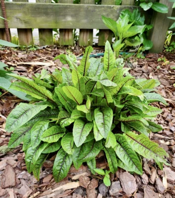 A garden clump of red-veined sorrel with dark red veins on green leaves