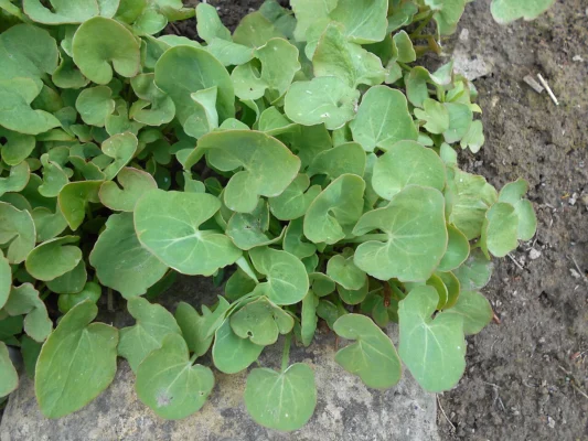 Rounded shield-shaped leaves of French sorrel growing beside stones