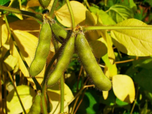Green soya bean pods hanging among yellowing leaves