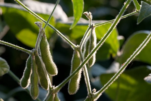 Clusters of hairy green soya bean pods on branching stems