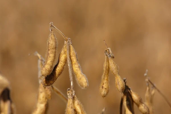 Dry brown soya bean pods ready for mature bean harvest