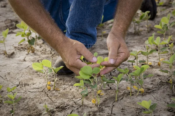 A grower inspecting young soya plants in a field