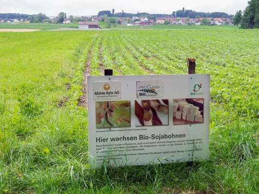 Rows of soya plants and a crop information sign in Switzerland