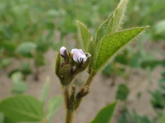 Small pale soya flowers beside emerging leaves