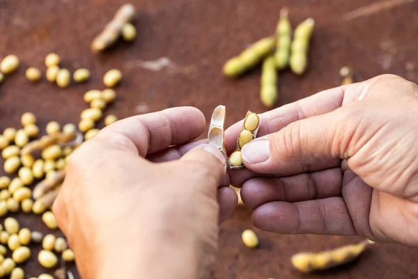 Hands opening a mature soya pod to reveal rounded beans